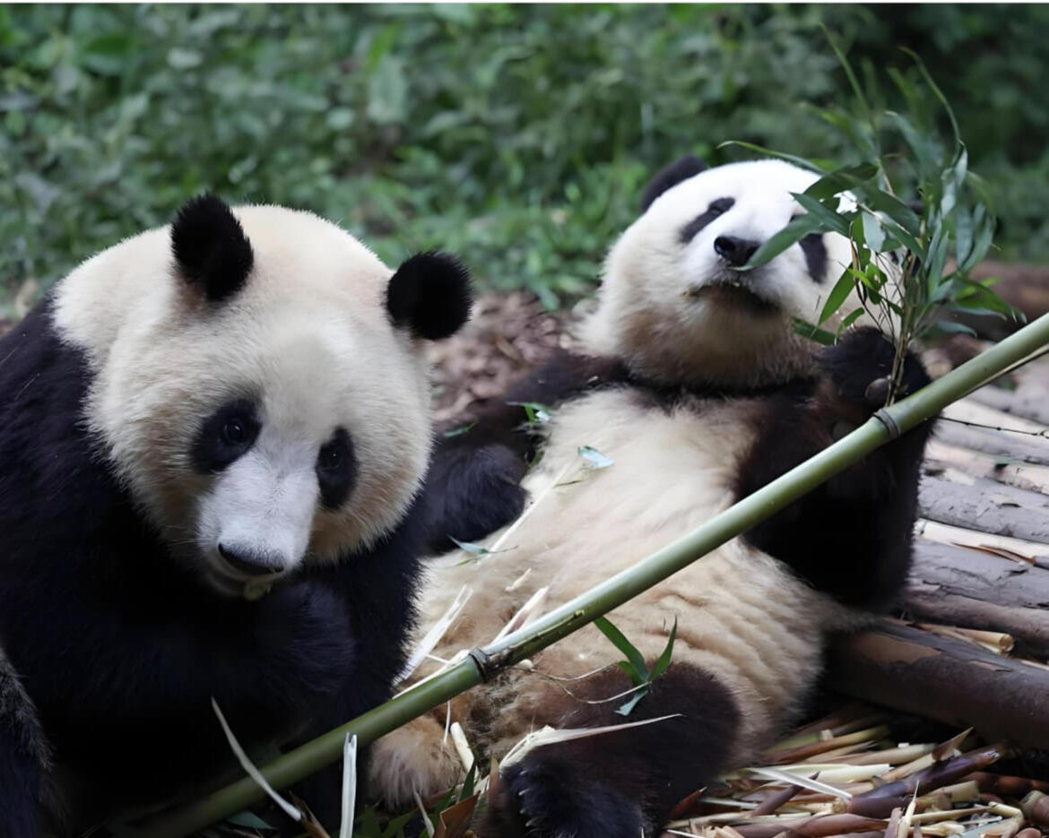 Chengdu