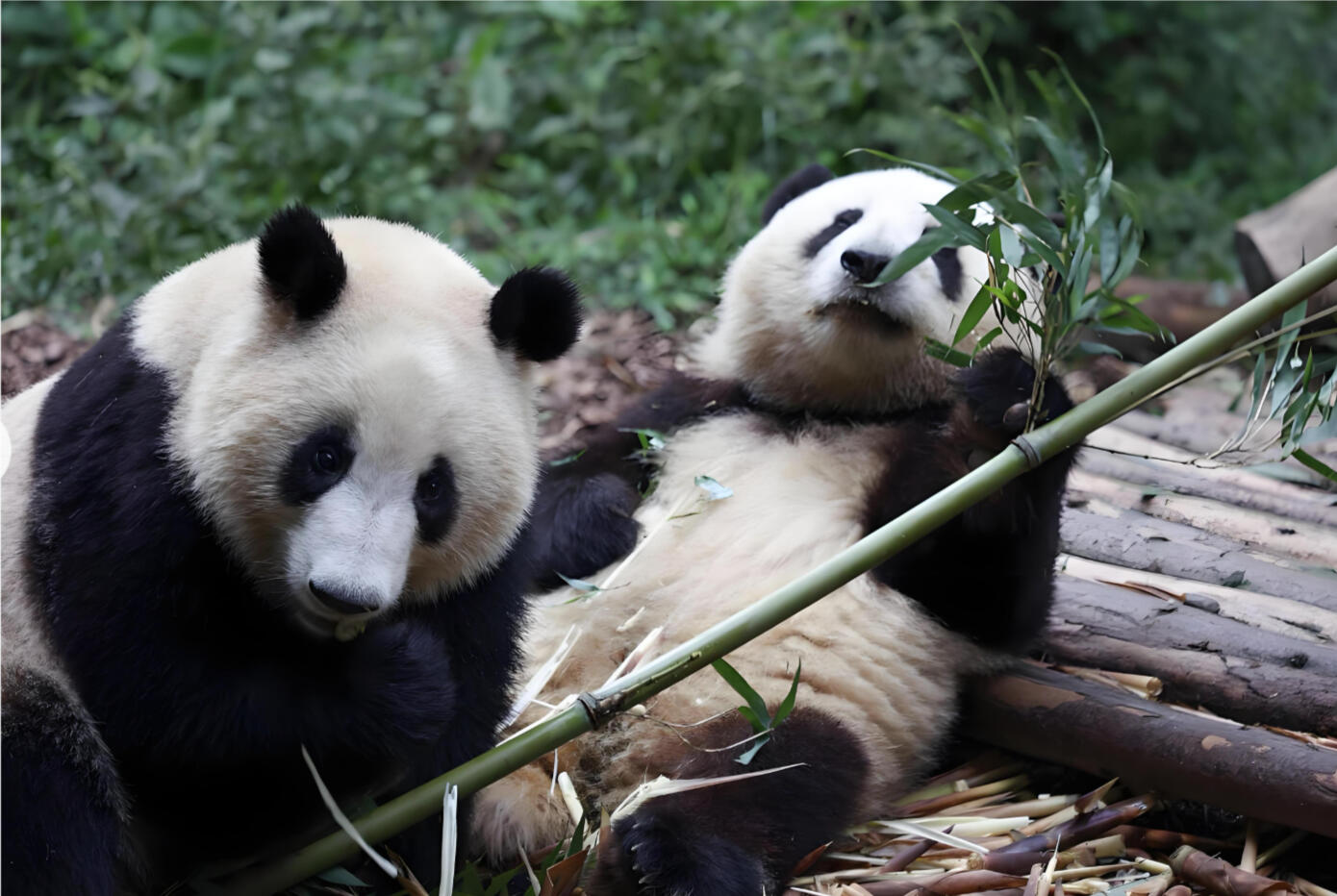 Chengdu