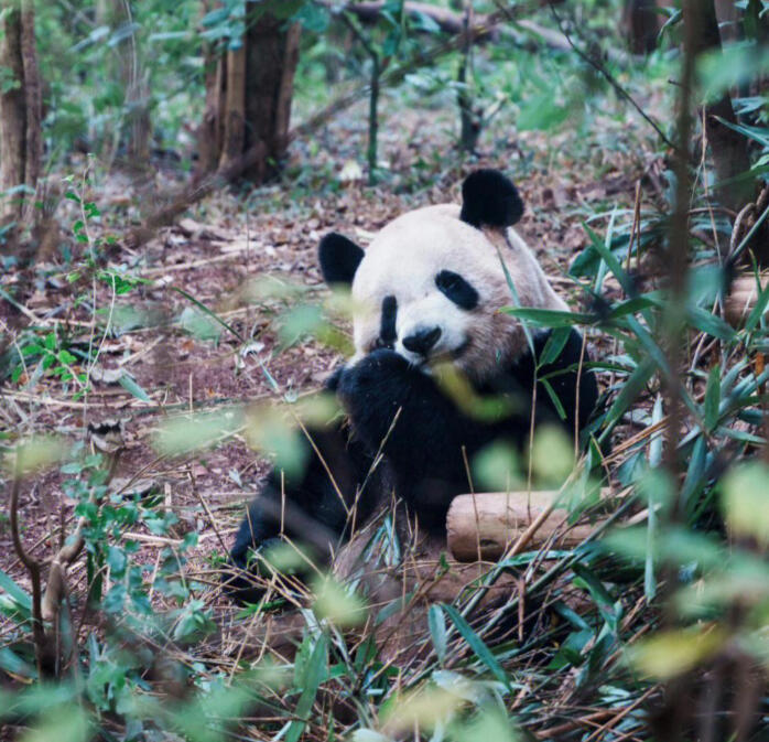 Parco dei Panda giganti