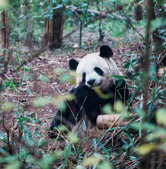 Parco dei Panda giganti